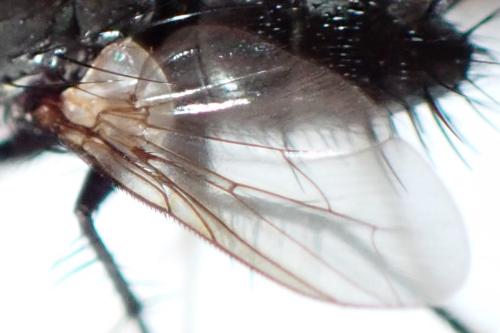 Voria ruralis